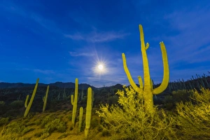 Full moon on saguaro cactus (Carnegiea gigantea), Sweetwater Preserve, Tucson, Arizona Full moon on saguaro cactus (Carnegiea gigantea), Sweetwater Preserve, Tucson, Arizona