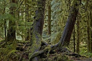 USA National Park Photography Prints: Moss-covered tree trunks in the rainforest