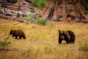 Mother brown bear and her cub, Sequoia National Park, California, United States of America Mother brown bear and her cub, Sequoia National Park, California, United States of America