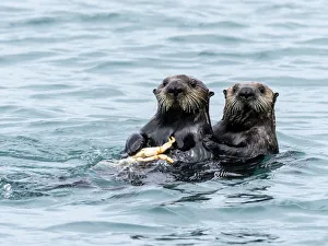 A mother sea otter (Enhydra lutris) eating a Dungeness crab with her pup in the Inian A mother sea otter (Enhydra lutris) eating a Dungeness crab with her pup in the Inian