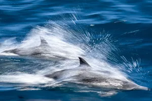 Motion blur of long-beaked common dolphins (Delphinus capensis), Puerto Gatos Motion blur of long-beaked common dolphins (Delphinus capensis), Puerto Gatos