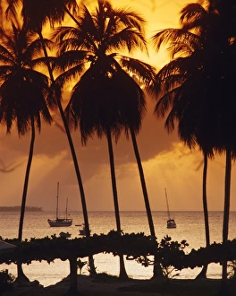 Tobago Beach Prints: Mount Irvine Bay