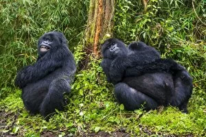 Virunga National Park Collection: Mountain gorilla (Gorilla beringei beringei), Virunga National Park, Rwanda, Africa