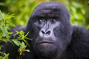 Related Images Collection: Mountain gorilla (Gorilla beringei beringei), Virunga National Park, Rwanda, Africa