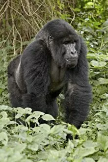Related Images Collection: Mountain gorilla (Gorilla gorilla beringei) silverback of the Umubano group named Charles