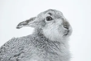 Mountain Hare (Lepus timidus), Cairngorms, Scotland, United Kingdom, Europe Mountain Hare (Lepus timidus), Cairngorms, Scotland, United Kingdom, Europe