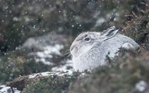 Mountain hare (Lepus timidus), Scottish Highlands, Scotland, United Kingdom, Europe Mountain hare (Lepus timidus), Scottish Highlands, Scotland, United Kingdom, Europe