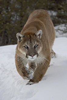 Puma Cougar Mountain Lion Big Cats