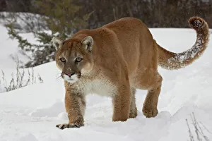 Mountain lion or cougar (Felis concolor) in snow, near Bozeman, Montana Mountain lion or cougar (Felis concolor) in snow, near Bozeman, Montana