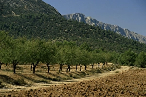 Andalusia Travel Destination Prints: Mountains and olive trees