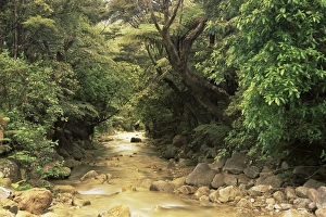 Coromandel Peninsula Prints: Mountains stream