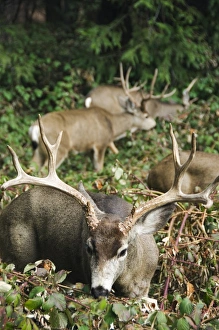 Mule buck deer with an impressive set of antlers Mule buck deer with an impressive set of antlers