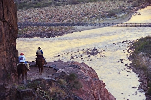 Mules taking tourists along the Colorado River Trail Mules taking tourists along the Colorado River Trail