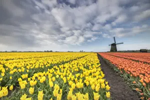 Tulip Field Photography Prints: Multi-coloured fields of tulips at spring with windmill in the background, Schermerhorn