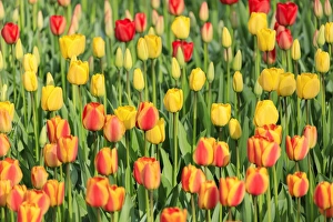 Multicolored tulips in bloom at the Keukenhof Botanical Garden, Lisse, South Holland Multicolored tulips in bloom at the Keukenhof Botanical Garden, Lisse, South Holland