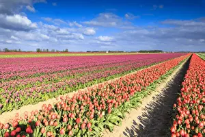 Multicolored Tulips Print, Oude-Tonge Field Scene
