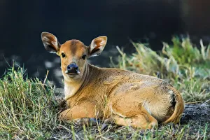 Newborn calf, Salenrang village, in karst limestone region, Rammang-Rammang, Maros Newborn calf, Salenrang village, in karst limestone region, Rammang-Rammang, Maros