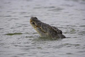 Colorful Animal Images Prints: Nile crocodile