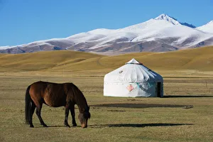 Nomads horse and yurt, Bayanbulak, Xinjiang Province, China, Asia Nomads horse and yurt, Bayanbulak, Xinjiang Province, China, Asia