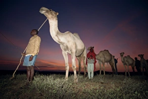 East African Landscape Prints: Normadic camel herder at dawn