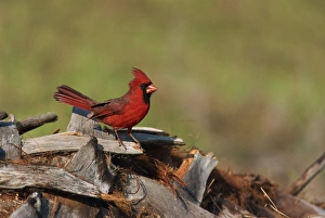 Contemporary Travel Photography Prints: Northern cardinal
