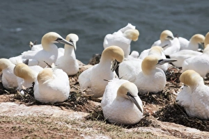 Northern gannet (Morus bassanus) colony, Heligoland, small German archipelago in the North Sea, Germany, Europe Northern gannet (Morus bassanus) colony, Heligoland, small German archipelago in the North Sea, Germany, Europe