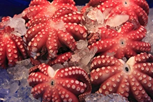 Octopus, Tsukiji fish market, Tokyo, Japan, Asia Octopus, Tsukiji fish market, Tokyo, Japan, Asia