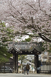 Old couple walking through gate under spring cherry tree blossom Old couple walking through gate under spring cherry tree blossom