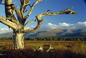 Bare Trees Europe Prints: Old and dead Scots pine tree