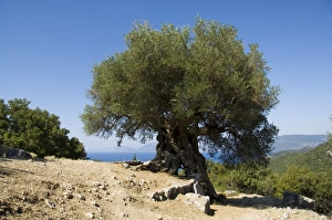 Olive Tree Landscape Photography Prints: Very old olive tree