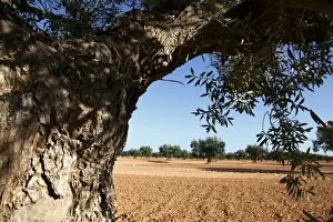 Gabes Collection: Olive groves, Gabes, Tunisia, North Africa, Africa