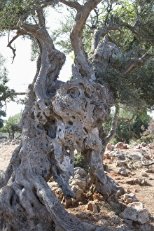 Olive Trees In Greece Prints: Olive tree