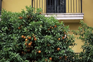 European Union Natural Landscapes Prints: Orange tree outside house