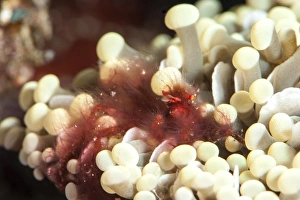 Orangutan crab (Achaeus japonicus) a decorator crab, Sulawesi, Indonesia, Southeast Asia, Asia Orangutan crab (Achaeus japonicus) a decorator crab, Sulawesi, Indonesia, Southeast Asia, Asia