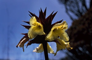 Orectanthe sceptrum, summit of Mount Roraima, Venezuela, South America Orectanthe sceptrum, summit of Mount Roraima, Venezuela, South America