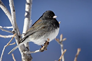 Oregon Junco (Junco hyemalis oreganus), a Dark-Eyed Junco (Junco hyemalis) Oregon Junco (Junco hyemalis oreganus), a Dark-Eyed Junco (Junco hyemalis)