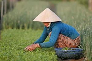 Organic vegetable gardens in Tra Que Village, farmer at work, Hoi An, Vietnam, Indochina Organic vegetable gardens in Tra Que Village, farmer at work, Hoi An, Vietnam, Indochina