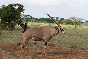Oryx (Oryx gazella), Tsavo East National Park, Kenya, East Africa, Africa Oryx (Oryx gazella), Tsavo East National Park, Kenya, East Africa, Africa