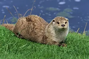 Prints of Otter (Lutra lutra), Otter Trust North Pennine Reserve, Barnard Castle, County Durham, England, United Kingdom, Europe County Durham Prints: Otter Print, North Pennine Reserve