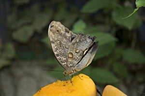 Owl Moth, Monteverde, Costa Rica, Central America Owl Moth, Monteverde, Costa Rica, Central America