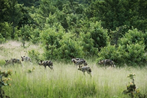 Pack of African wild dogs (painted dog) (Cape hunting dog) (Lycaon pictus), South Luangwa Pack of African wild dogs (painted dog) (Cape hunting dog) (Lycaon pictus), South Luangwa