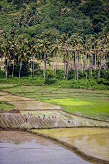 Rice Field Landscape Photography Prints: Paddy farmers at work in rice fields, Sumba, Indonesia, Southeast Asia, Asia