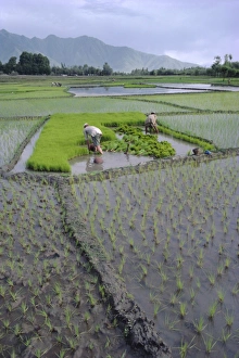 Rice Cultivation Techniques Prints: Paddy Fields