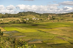 Paddy rice field landscape in the Madagascar Central Highlands near Ambohimahasoa Paddy rice field landscape in the Madagascar Central Highlands near Ambohimahasoa