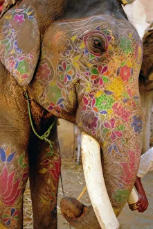 Images Dated 2nd August 2008: Painted Elephant Print, Close-Up