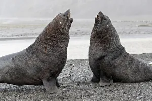 A pair of adult bull Antarctic fur seals (Arctocephalus gazella), fighting in Right Whale Bay, South Georgia A pair of adult bull Antarctic fur seals (Arctocephalus gazella), fighting in Right Whale Bay, South Georgia