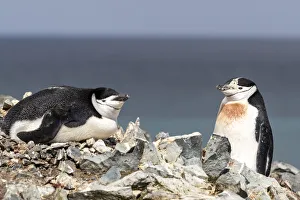 A pair of chinstrap penguins (Pygoscelis antarcticus), on Robert Island A pair of chinstrap penguins (Pygoscelis antarcticus), on Robert Island