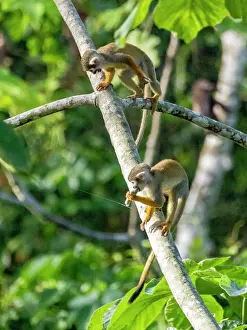 Squirrel Monkey Prints: A pair of common squirrel monkeys