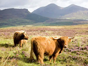 Pair of Highland cows grazing among heather near Drinan, on road to Elgol Pair of Highland cows grazing among heather near Drinan, on road to Elgol