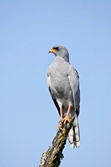 Pale chanting goshawk (Melierax canorus), Addo Elephant National Park, South Africa Pale chanting goshawk (Melierax canorus), Addo Elephant National Park, South Africa